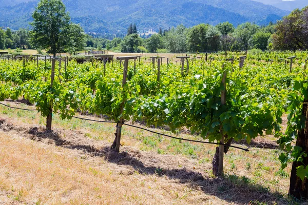 Viticultura de vinha — Fotografia de Stock