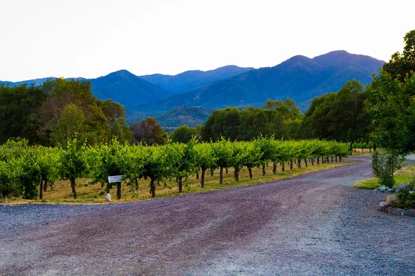 Vinhedo paisagem vinícola — Fotografia de Stock