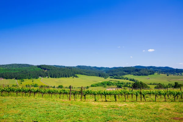Oregon Winery och Vineyard — Stockfoto