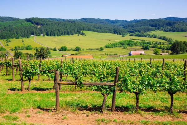 Oregon Winery och Vineyard — Stockfoto