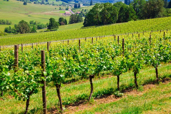 Oregon Winery and Vineyard — Stock Photo, Image