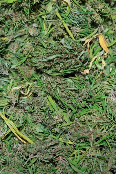 Hojas de marihuana y semillas de cáñamo — Foto de Stock