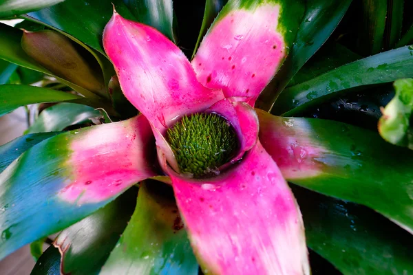 Conservatorio de Flores Plantlife — Foto de Stock