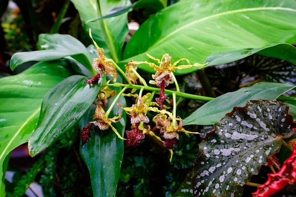 Conservatorio de Flores Plantlife — Foto de Stock