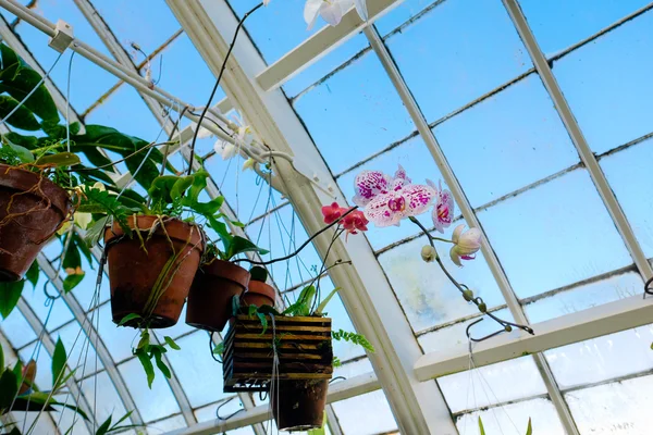 Conservatorio de Flores Plantlife — Foto de Stock