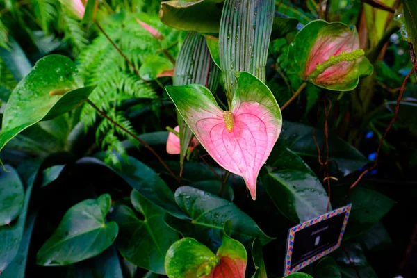 Conservatory of Flowers växtligheten — Stockfoto