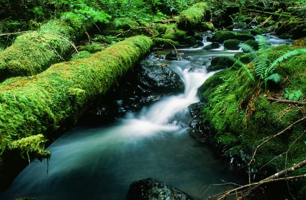 Vízesés a Silver Falls Oregon State Park — Stock Fotó