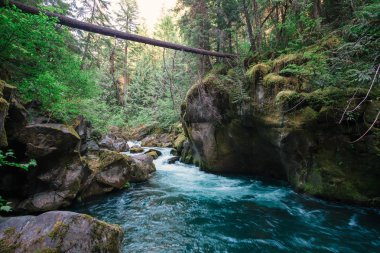 Toketee Falls Umpqua Nehri