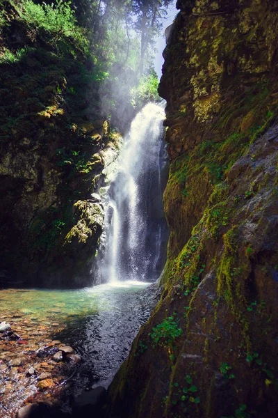 Forêt nationale de Pinard Falls Umpqua — Photo