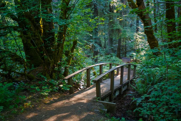 Caminhadas Trail Bridge Umpqua National Forest — Fotografia de Stock