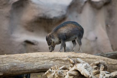 Minyatür yaban domuzu oturum