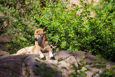 Güneşin altında nadir köpek doğurmak