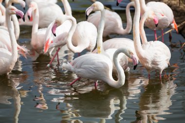 Sudaki flamingolar