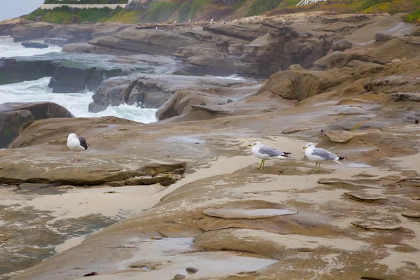 Rocky Beach Seagulls in California — Stock Photo, Image