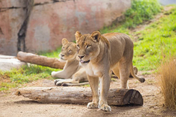 Female Lioness Relaxing — Stock Photo, Image