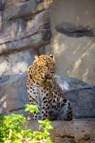 Yellow Leopard on Rocks — Stock Photo, Image