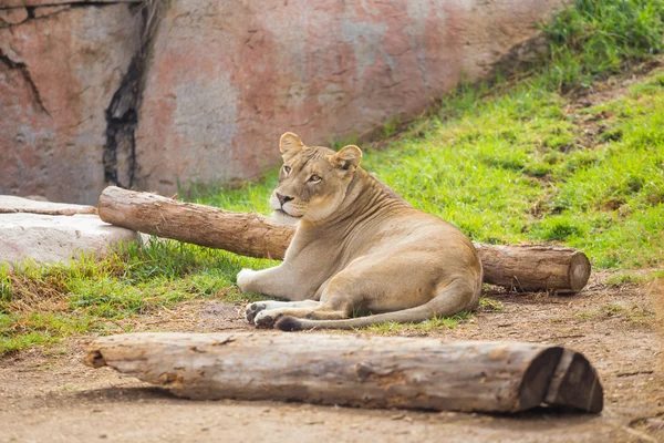 Female Lioness Relaxing — Stock Photo, Image