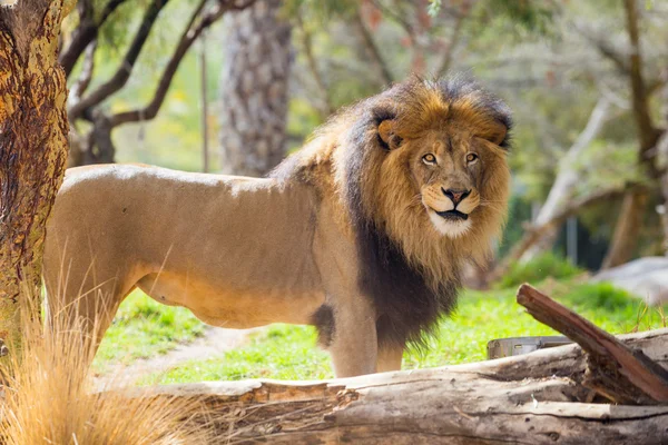 Male Lion at Safari Style Park — Stock Photo, Image