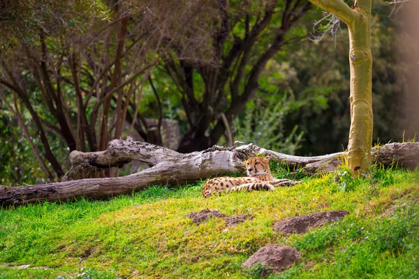 Cheetah Relaxing on Grass — Stock Photo, Image