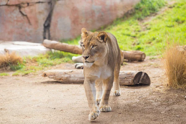 Female Lioness Relaxing — Stock Photo, Image