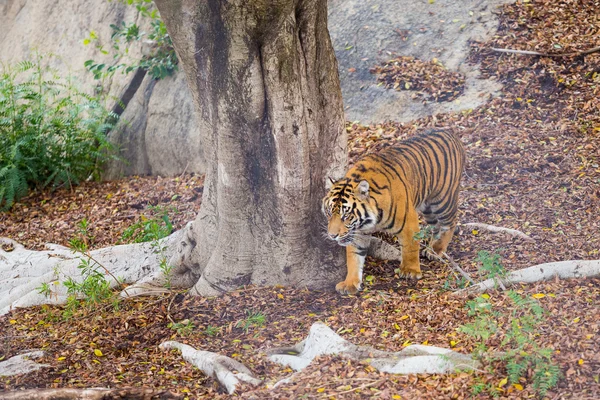 Bengal Tiger Stalking Prey — Stock Photo, Image