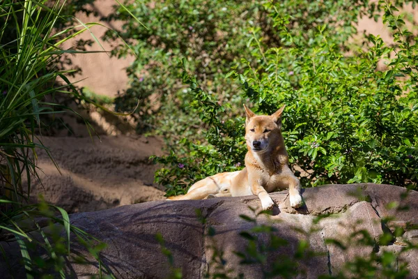 Rara razza di cane in sole — Foto Stock