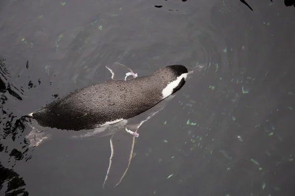 Penguin Swimming in Cold Water