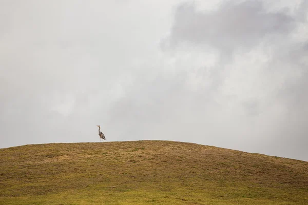 Bird On Hill — Stock Photo, Image