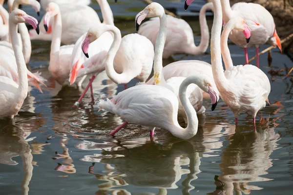 Flamingos in Water — Stock Photo, Image