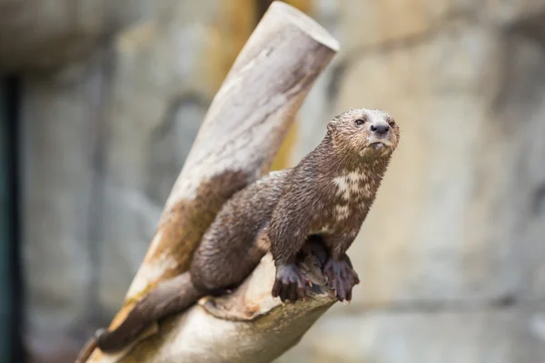 Seeotter nass vom Schwimmen — Stockfoto