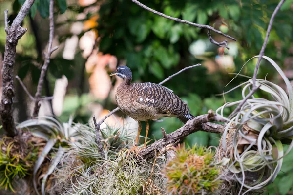 Rzadkich ptaków w pobliżu Nest — Zdjęcie stockowe