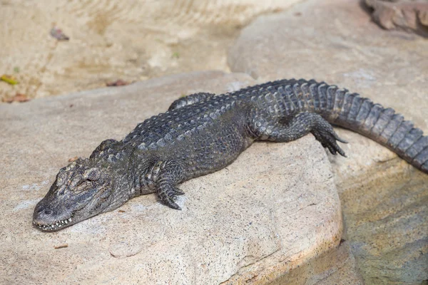 stock image Alligator at Animal and Reptile Sanctuary