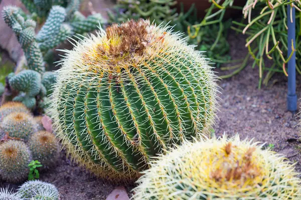 Vegetación de Cactus de California — Foto de Stock