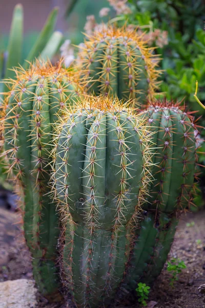 Vegetación de Cactus de California — Foto de Stock