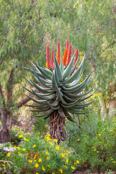 Καλιφόρνια Plantlife κάκτος — Φωτογραφία Αρχείου