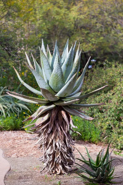 Vegetación de Cactus de California — Foto de Stock