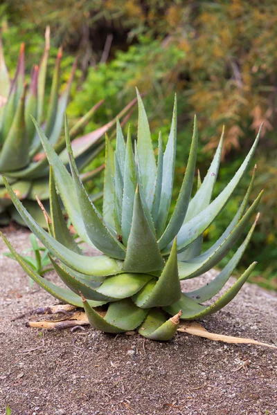 Vegetación de Cactus de California — Foto de Stock