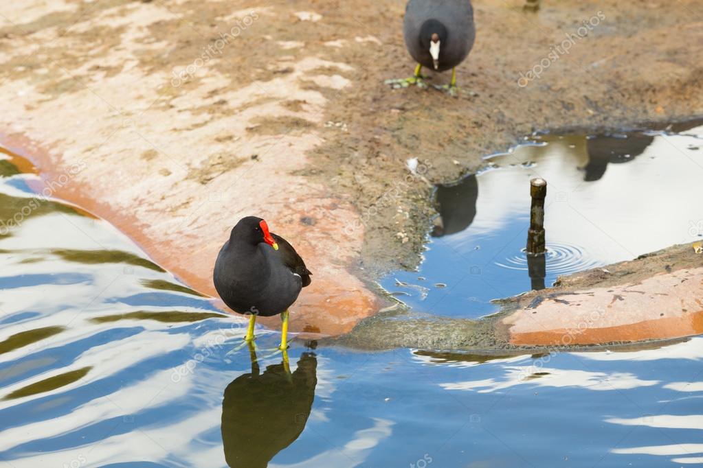 Oiseau Noir Au Bec Rouge Et Jaune Photographie