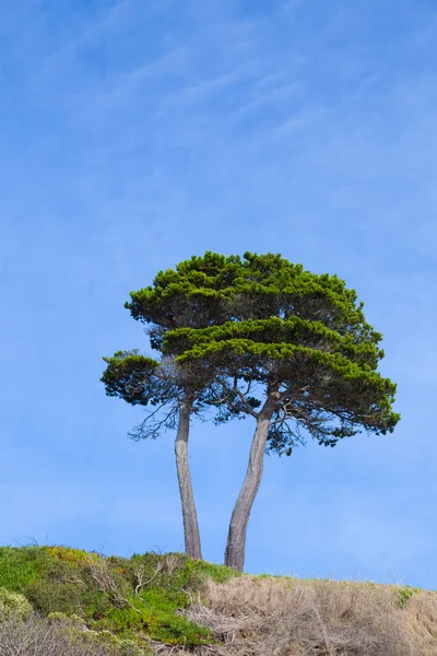 树和天空自然风景与副本空间 — 图库照片