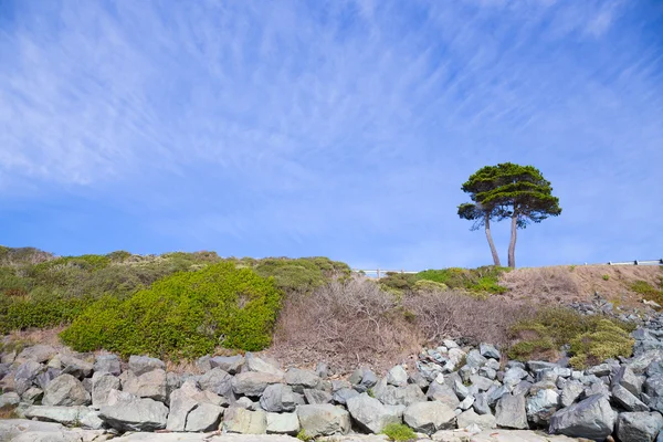 Boom en Sky natuur landschap met kopie ruimte — Stockfoto