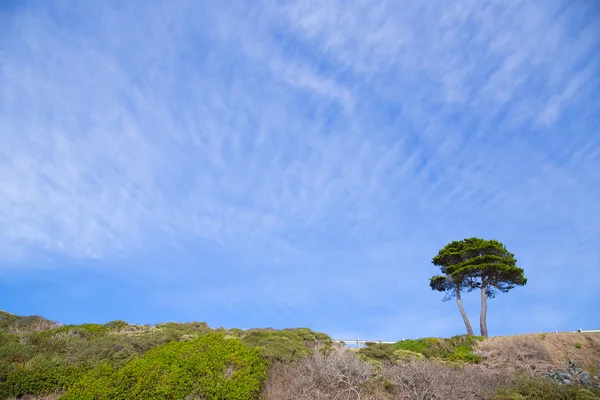 树和天空自然风景与副本空间 — 图库照片