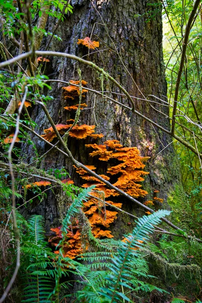 Orange Tree grzybów w lesie — Zdjęcie stockowe