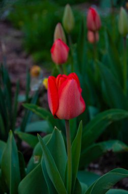 Yeşil bahçede büyüyen güzel kırmızı laleler