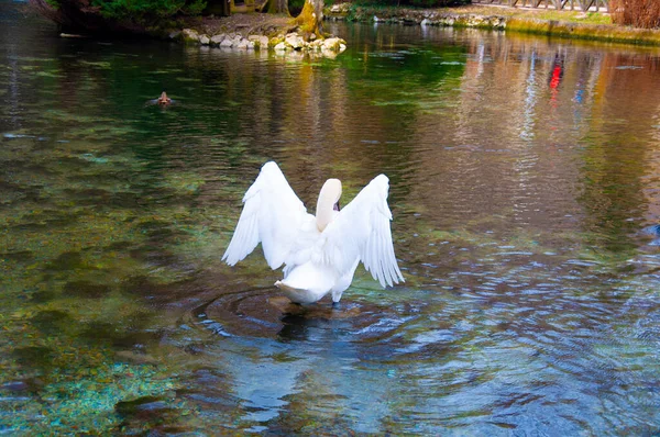 Piękny Biały Łabędź Pływa Jeziorze Vrelo Bosne Bośni Hercegowinie — Zdjęcie stockowe