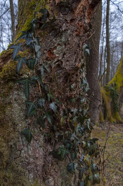 Zielony Bluszcz Roślina Rośnie Drzewie Parku Vrelo Bosne Bośni Hercegowinie — Zdjęcie stockowe