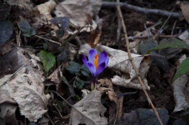 Doğada yapraklarla çevrili safran çiçekleri.