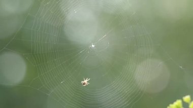 Bir web sallayarak küçük çapraz örümcek