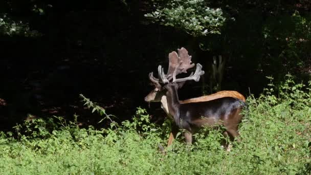 Deux mâles et une femelle de daims 