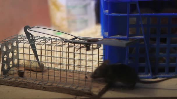 Ratón de casa robando un cacahuete de una trampa de ratón — Vídeo de stock