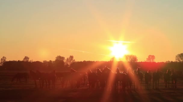 Silhuetter av hästar vid solnedgången — Stockvideo